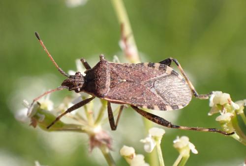 Réf. 282 708 : Ceraleptus gracilicornis